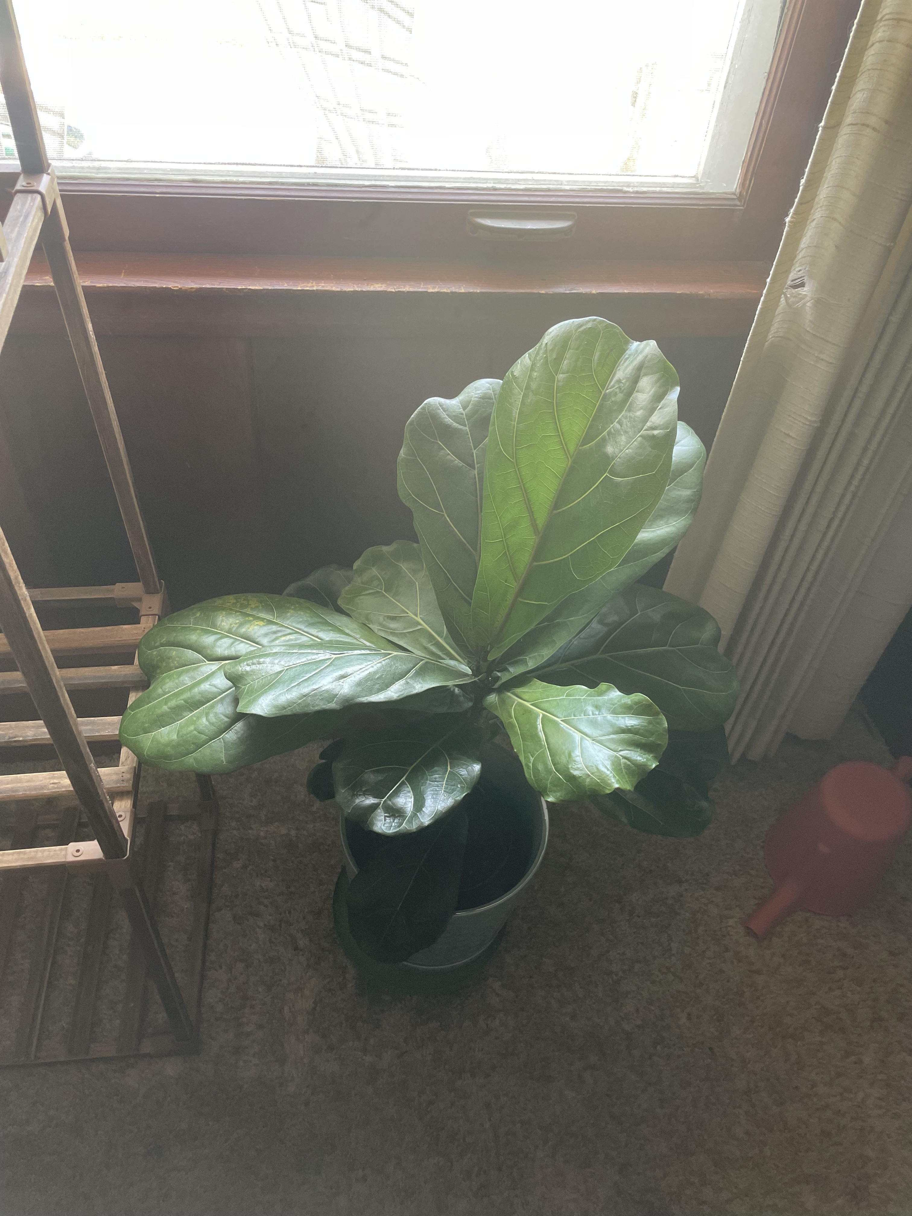Fiddle Leaf Fig