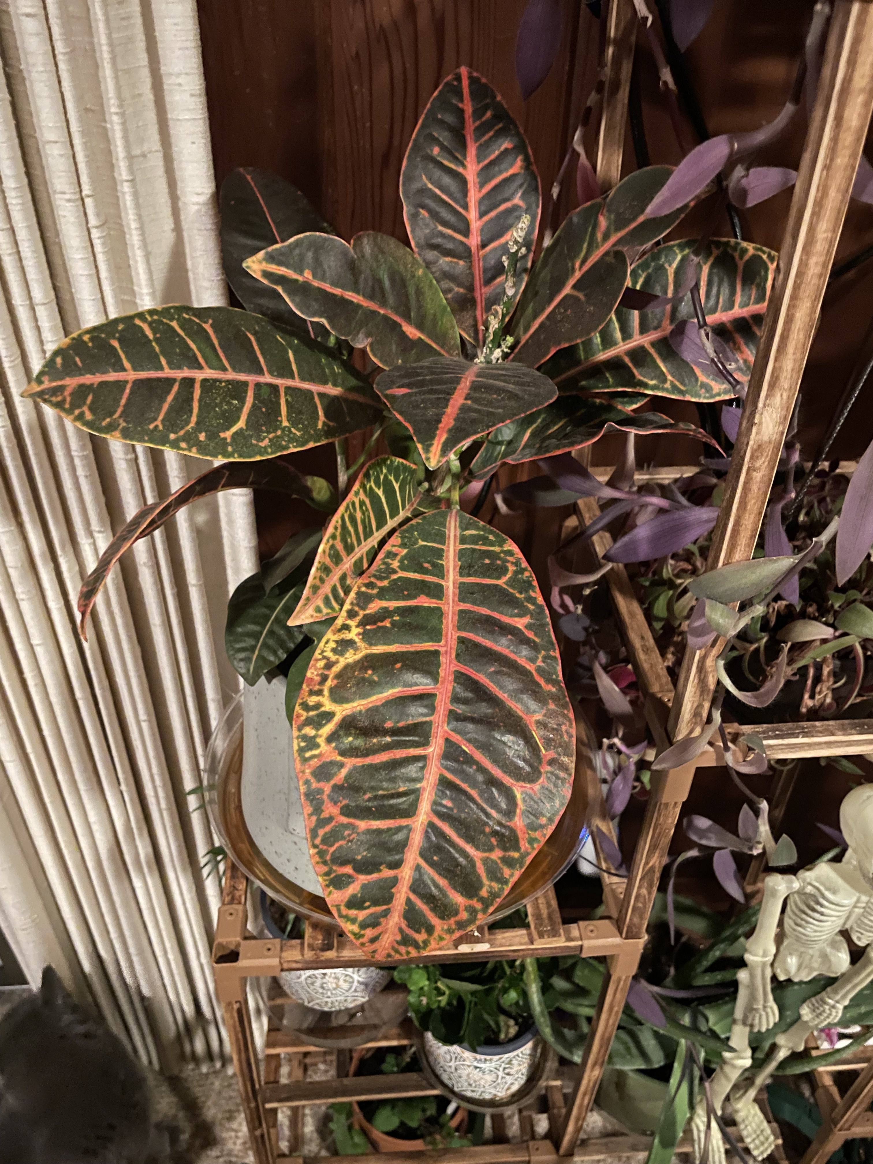 croton