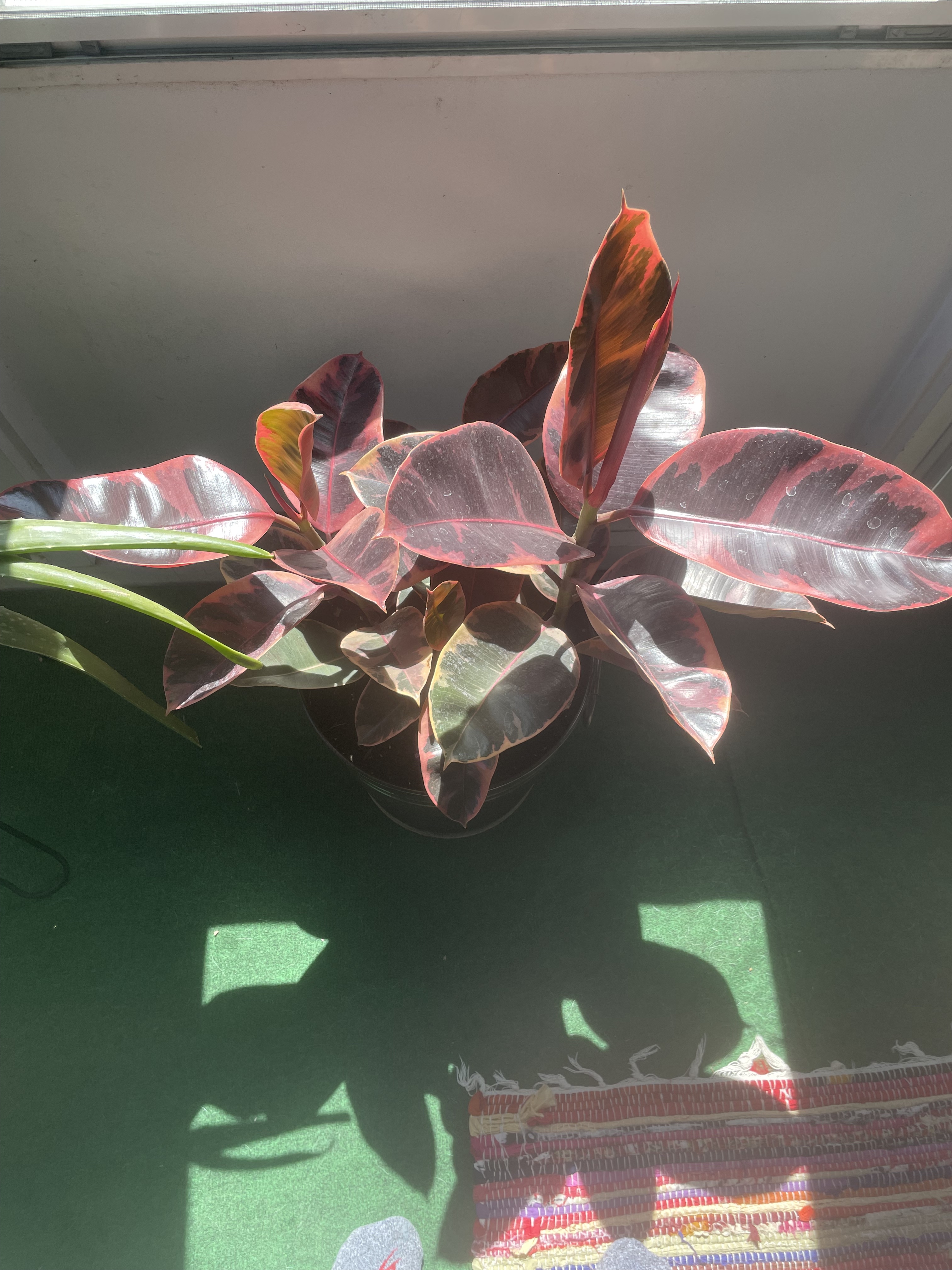Ruby Ficus